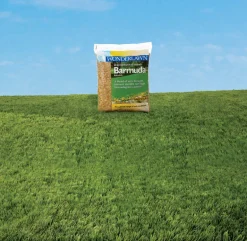 Barenbrug Wonderlawn Bermuda Grass Full Sun Grass Seed 1 lb