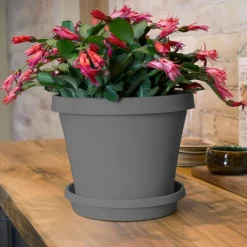Bloem Terra 2.5 in. H X 13 in. W X 11.25 in. D Resin Traditional Plant Saucer Charcoal