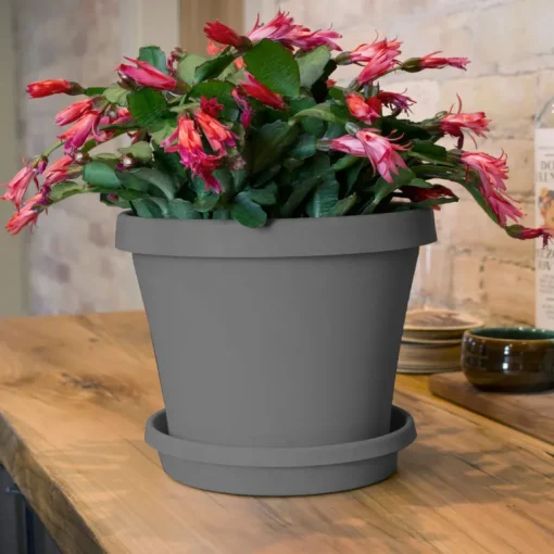 Bloem Terra 2.5 in. H X 13 in. W X 11.25 in. D Resin Traditional Plant Saucer Charcoal