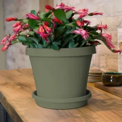 Bloem Terra 12.75 in. H X 15 in. W Resin Traditional Planter Living Green