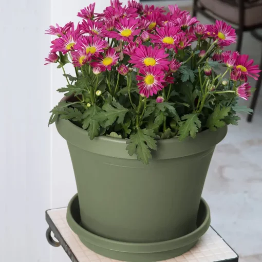 Bloem Terra 12.75 in. H X 15 in. W Resin Traditional Planter Living Green