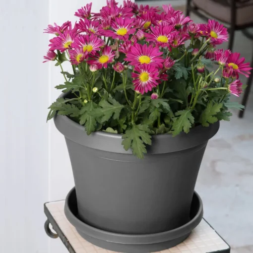 Bloem Terra 12.75 in. H X 15 in. W X 10.25 in. D Polyresin Traditional Planter Charcoal