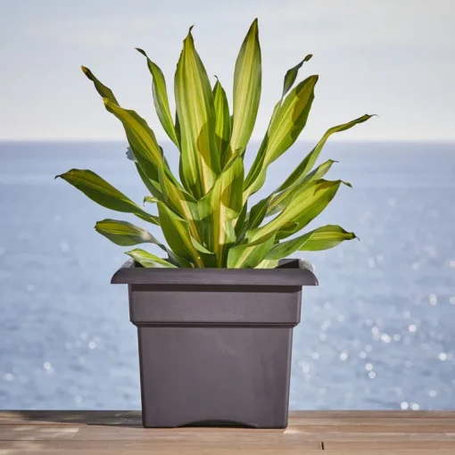 Bloem Veranda 11.25 in. H X 14 in. W X 14 in. D Plastic Traditional Planter Box Black