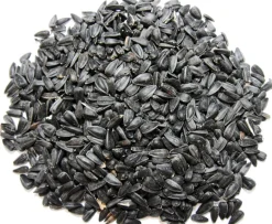 Chuckanut 19789 10 Lb Black Oil Sunflower Seeds