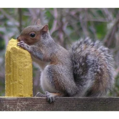 C&S Products Squirrelog Wildlife Squirrel and Critter Food Corn 32 oz. (Pack of 12)