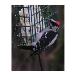 C&S Products Woodpecker Treat Assorted Species Wild Bird Food Beef Suet 11 oz. (Pack of 12)