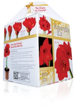 Degroot Gift Box Bulb Kit (Pack of 12)