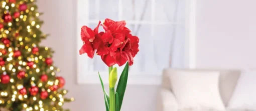 Degroot Gift Box Bulb Kit (Pack of 12)