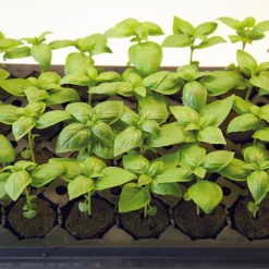 General Hydroponics Rapid Rooter Plant Starter Plugs 50