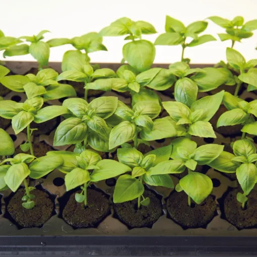 General Hydroponics Rapid Rooter Plant Starter Plugs 50