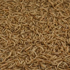 Kaytee Assorted Species Songbird Dried Mealworm Wild Bird Food 17.6 oz.