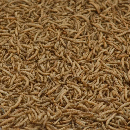 Kaytee Woodpecker Wild Bird Food Dried Mealworm 7 oz. (Pack of 6)