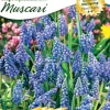 Ns Grape Hyacinth West