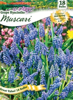Ns Grape Hyacinth West