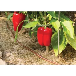 Rain Bird Plastic Drip Irrigation Emitter Tubing 1/4 in. D X 50 ft. L