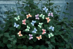 Smart Solar LED Light Set Multicolored 215 in. 20 lights