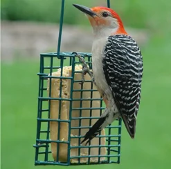 Suet Cage Feeder