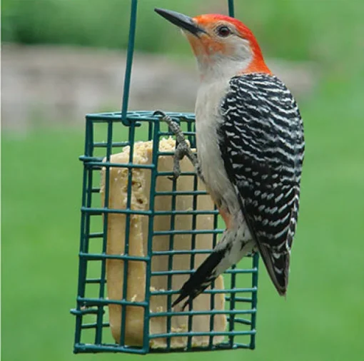 Suet Cage Feeder